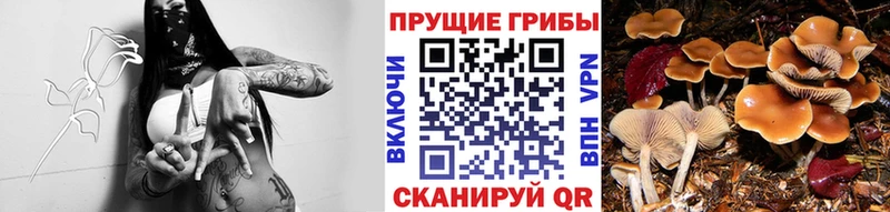Галлюциногенные грибы GOLDEN TEACHER  маркетплейс телеграм  Томмот 